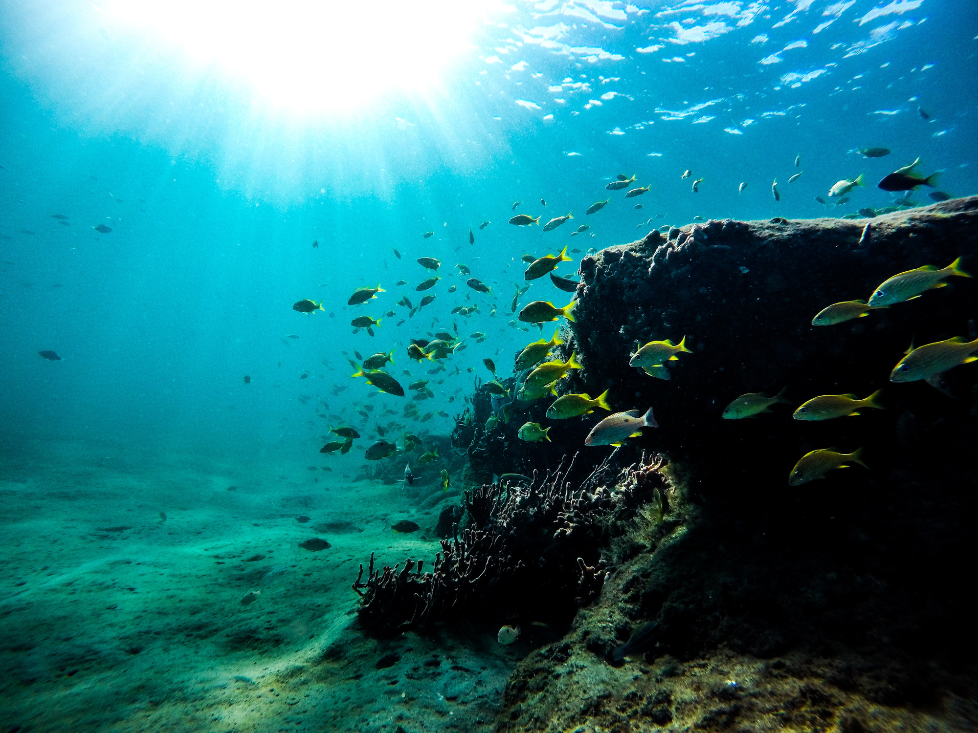 School of Fish in a Reef